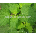 Sciphar Supply 100% Natural Herba Pogostemonis Extract